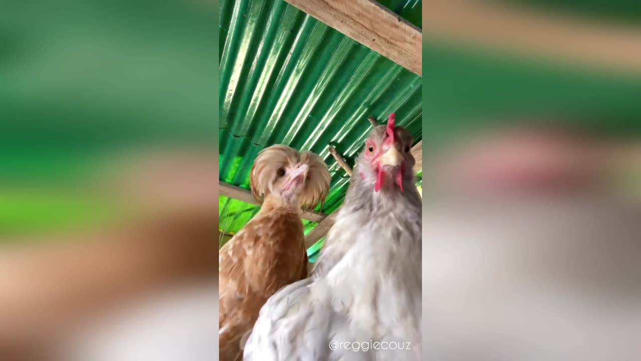 The funniest animals