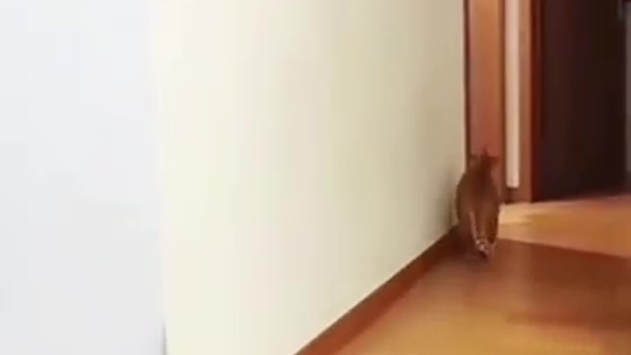 Funny cat short video #1 haha