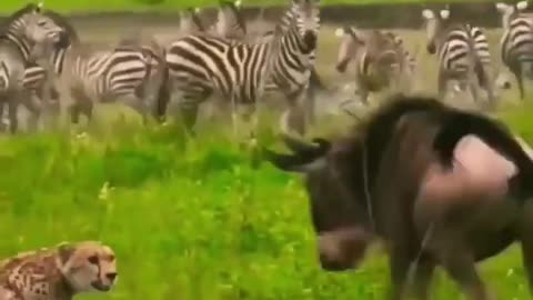 Wildebeest Fight Back😱