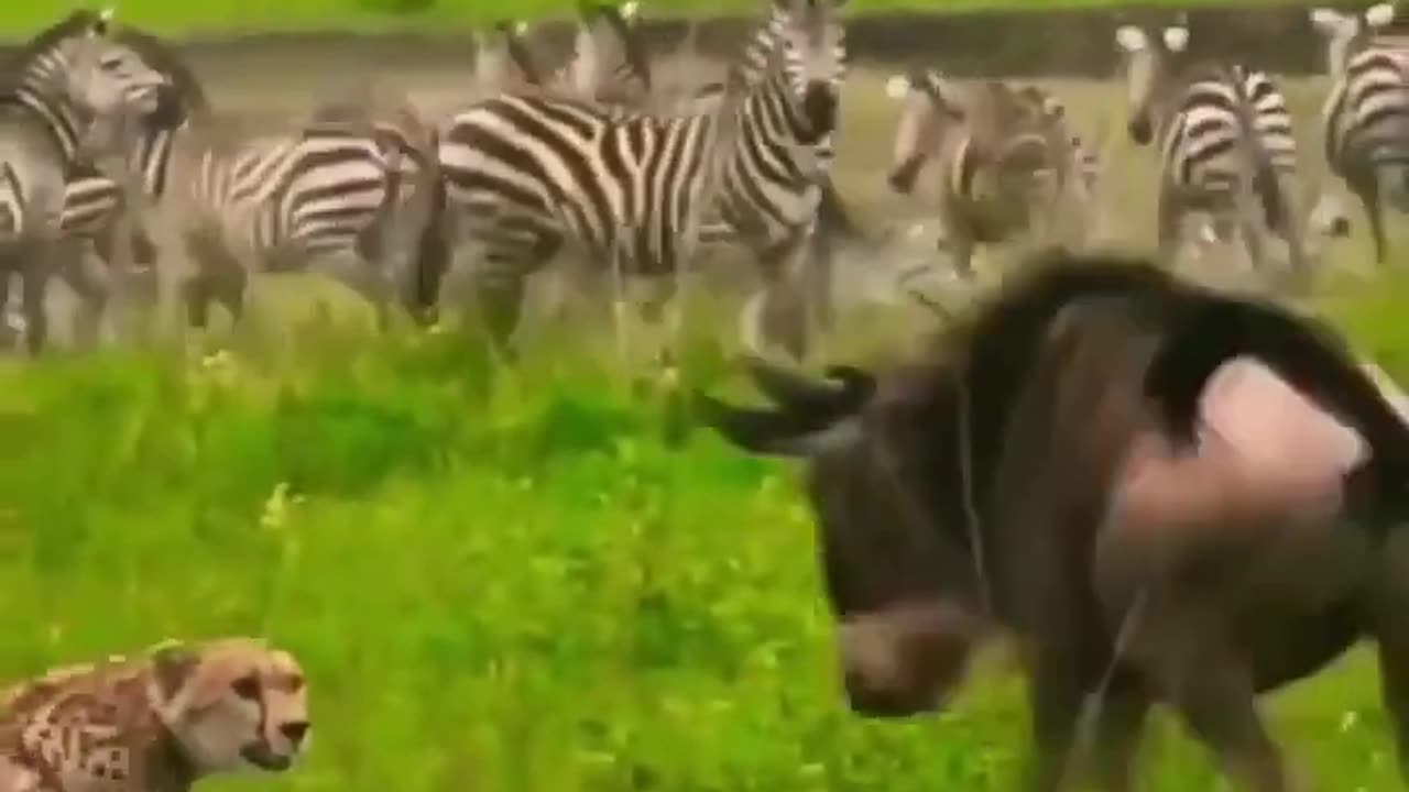 Wildebeest Fight Back😱