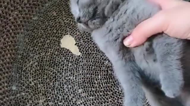 FUNNY CAT