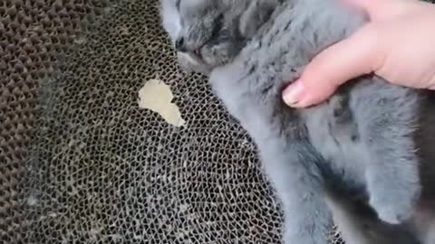 FUNNY CAT