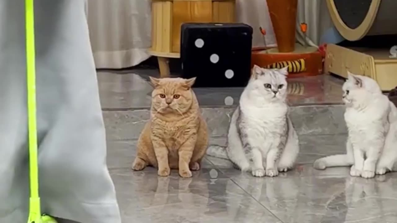 CCTV cat 🐈