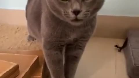 Cat Meowing Song Original Video