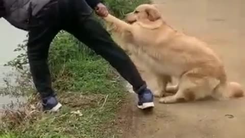 Most funny animal helping people ☺☺☺😍