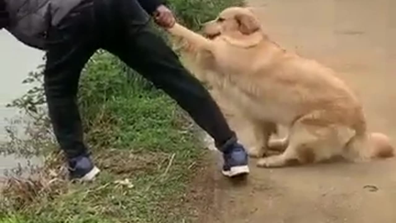 Most funny animal helping people ☺☺☺😍