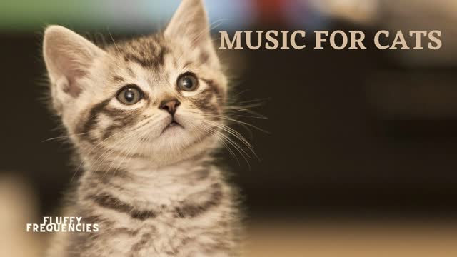Music for your cat and kitten! 2 hours of relaxing music!