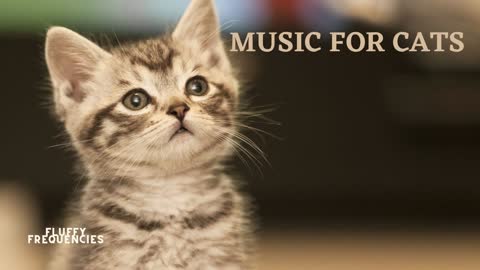 Music for your cat and kitten! 2 hours of relaxing music!