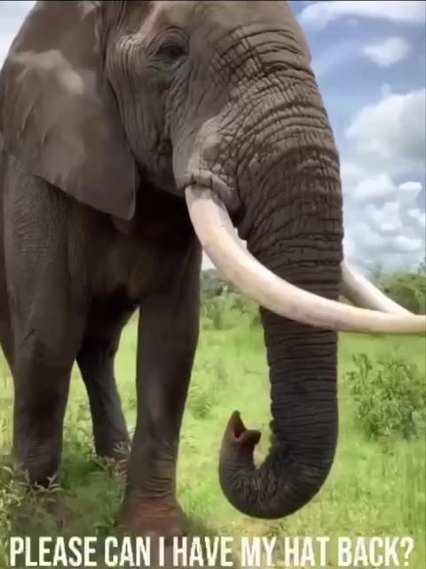 Elephant epic prank 🤣🤣🤣👍