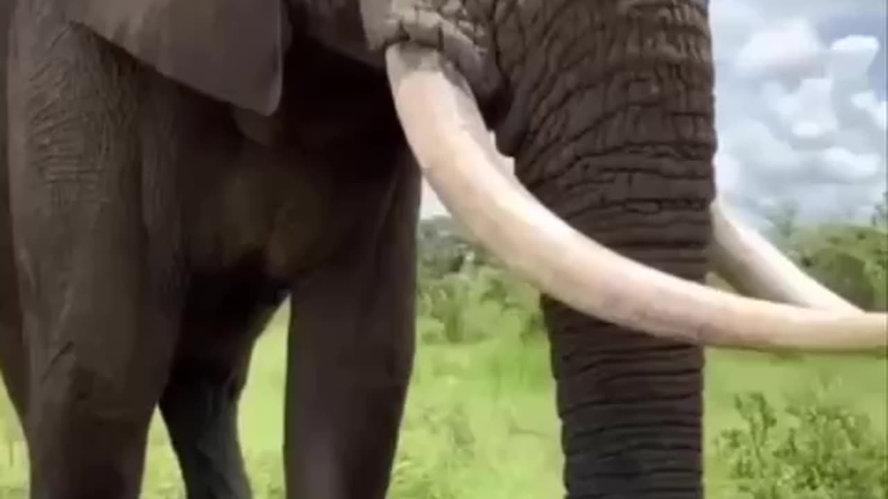 Elephant epic prank 🤣🤣🤣👍