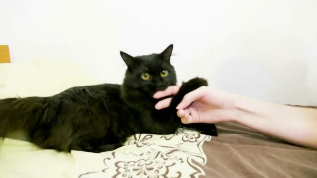 Big black maine coon cat playing in the bed. Big breed