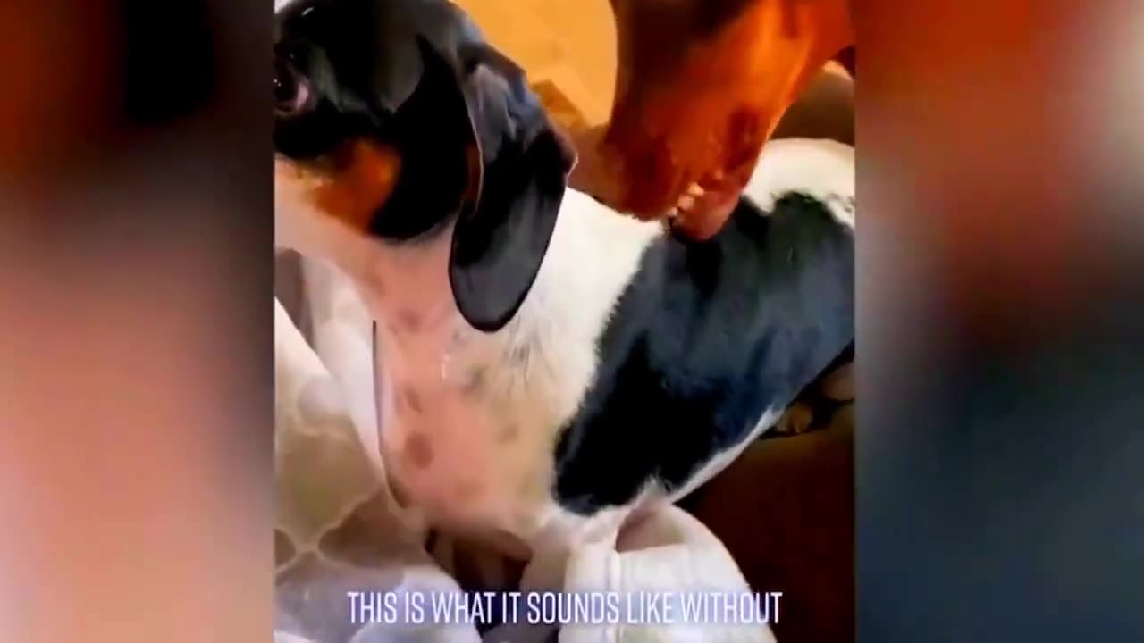 Best-Funny-Animal-Videos-Of-The-2023-Fun_9