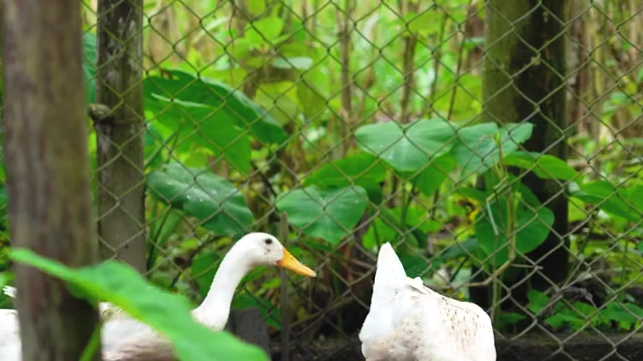 Vietnamese countryside, delicious salted duck eggs