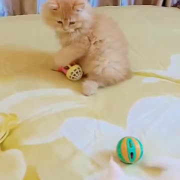 A Persian newborn kitten alex