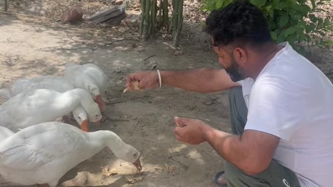 Birds Lovers