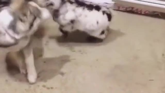 Fight between dog and goat kid