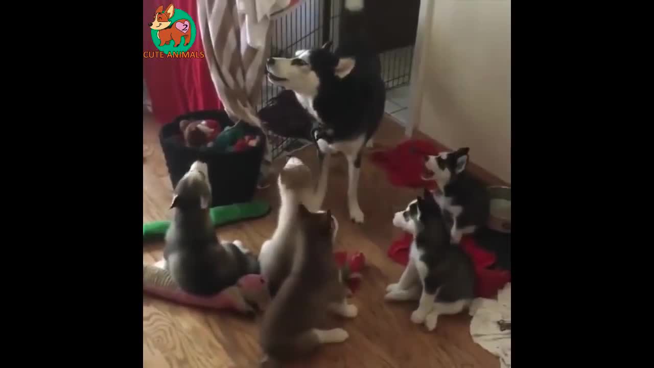 Funny animals