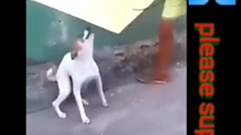 Doggy funny dance content