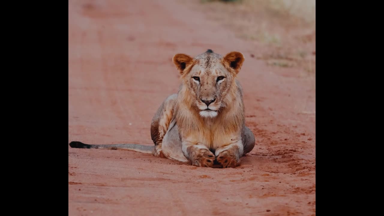 Female Lion Wants the Right to Vote #animals #funny #comedy