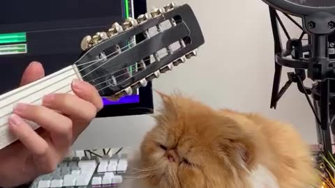 A beautiful Cat listening to music 🎶 Part 4