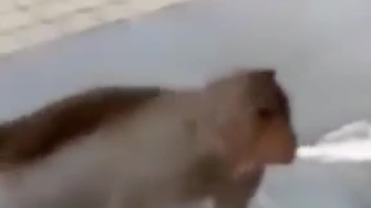 Funy monkey