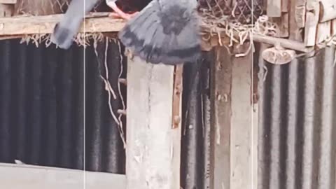 pigeon fight