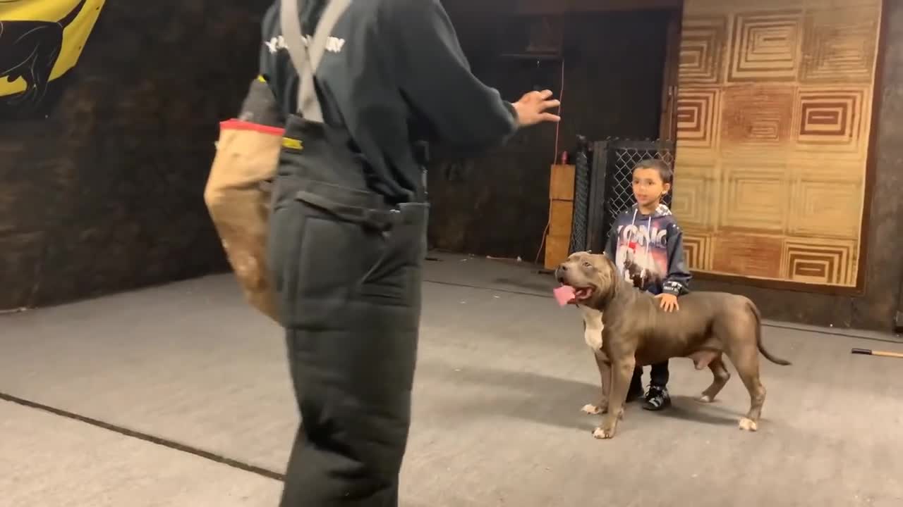 Giant Pitbull protecting Young Boys