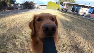 News Break: Dog Runs Around Yard With Camera