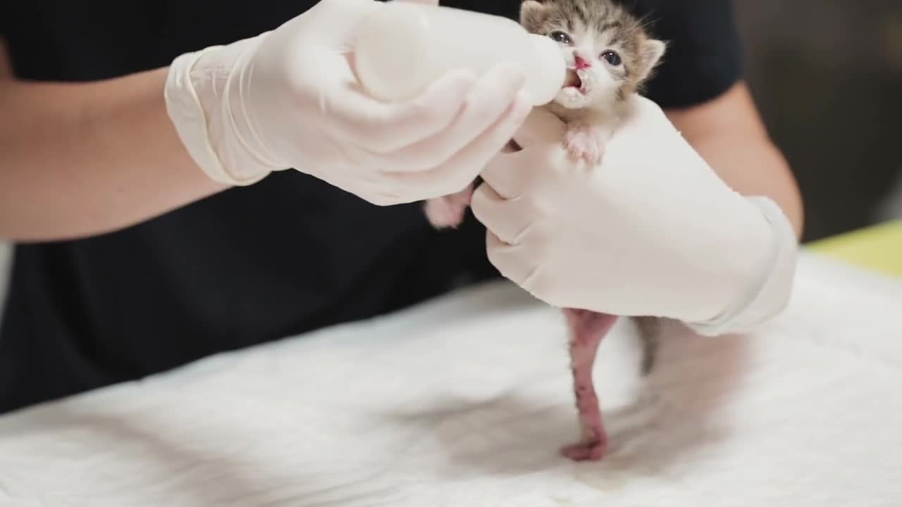 A female vet doctor feeds milk to a young kitten with a pacifier