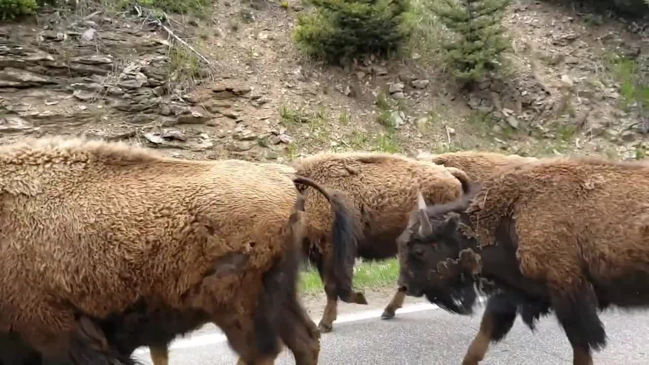 Bison Jam in Yellowstone National Park