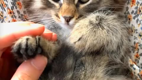 Cute Cat 🐱 Playing With a Man Hand ✋