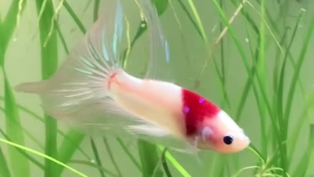 Cute Fish Beta