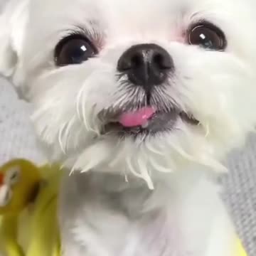 CUTE DOGS 🐕 Smart dog