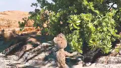 Groot funny video