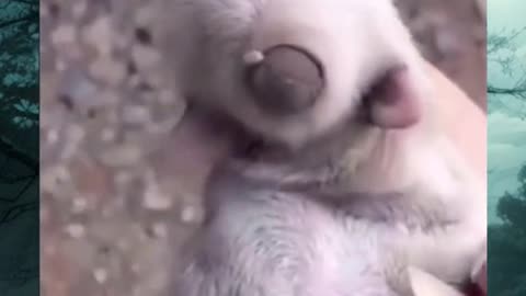 Strange Creatures on video