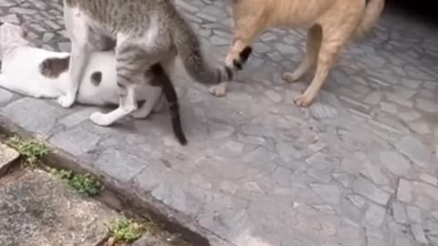 Angry male cats hot argument for female _Cats Fighting_