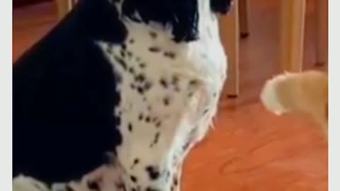 Dog and cat funny videos