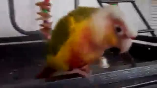 Bandit The Parrot Dancing