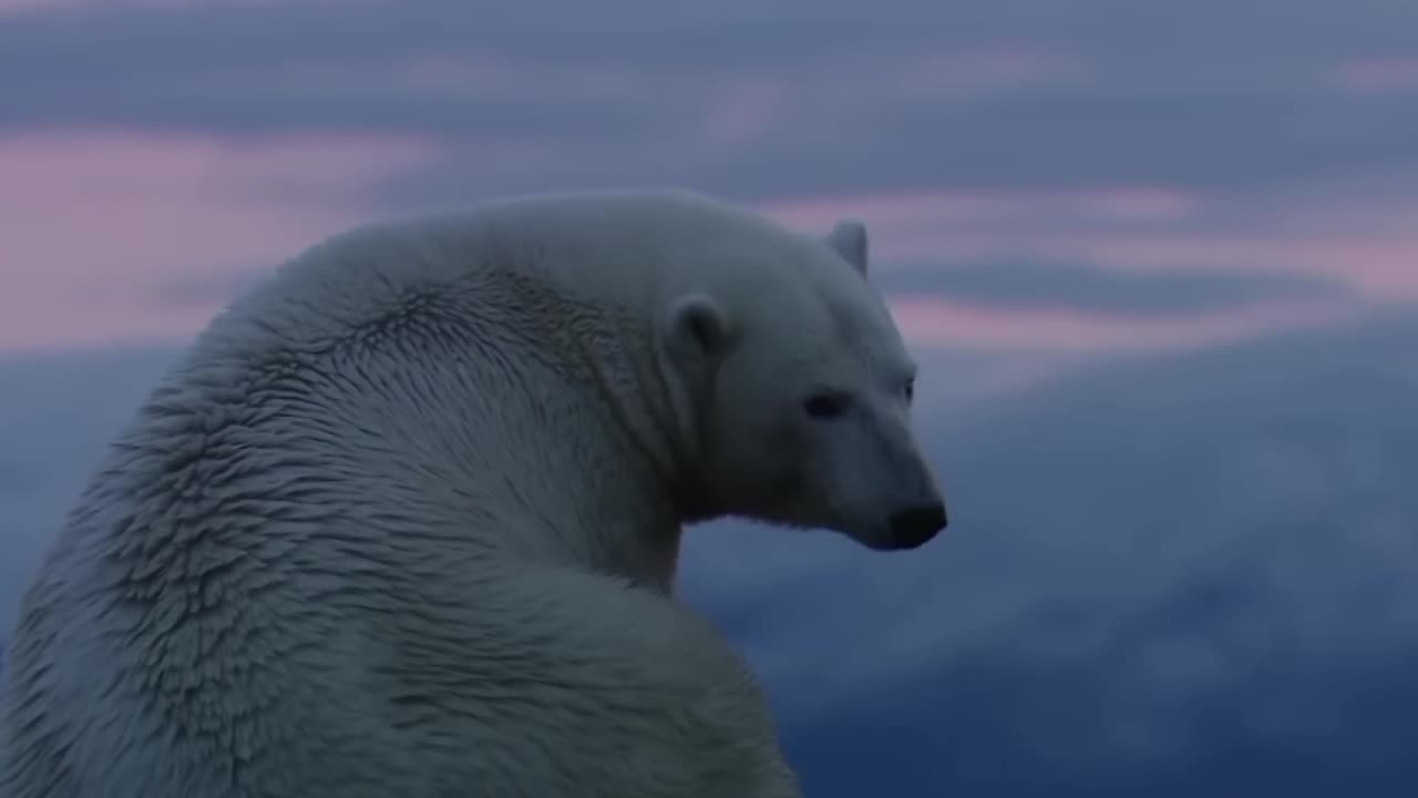 Three bear cubs