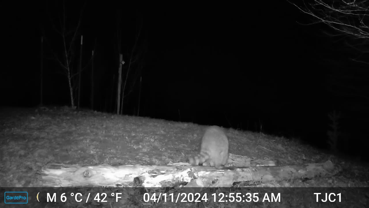 Raccoon Eating Egg