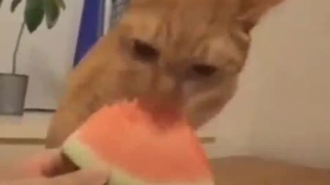 Funny cat and watermelon