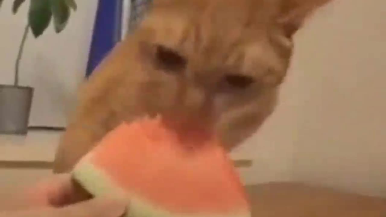 Funny cat and watermelon