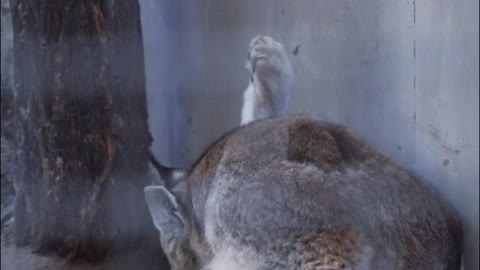 Eurasian lynx