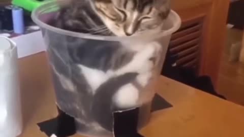 Cat Playtime Gone Wrong Laugh-Out-Loud Feline Fails!