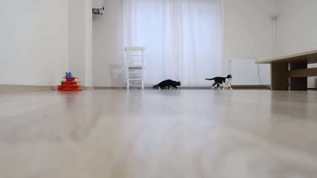 Cats making galloping sounds - Uni and Nami_Cut