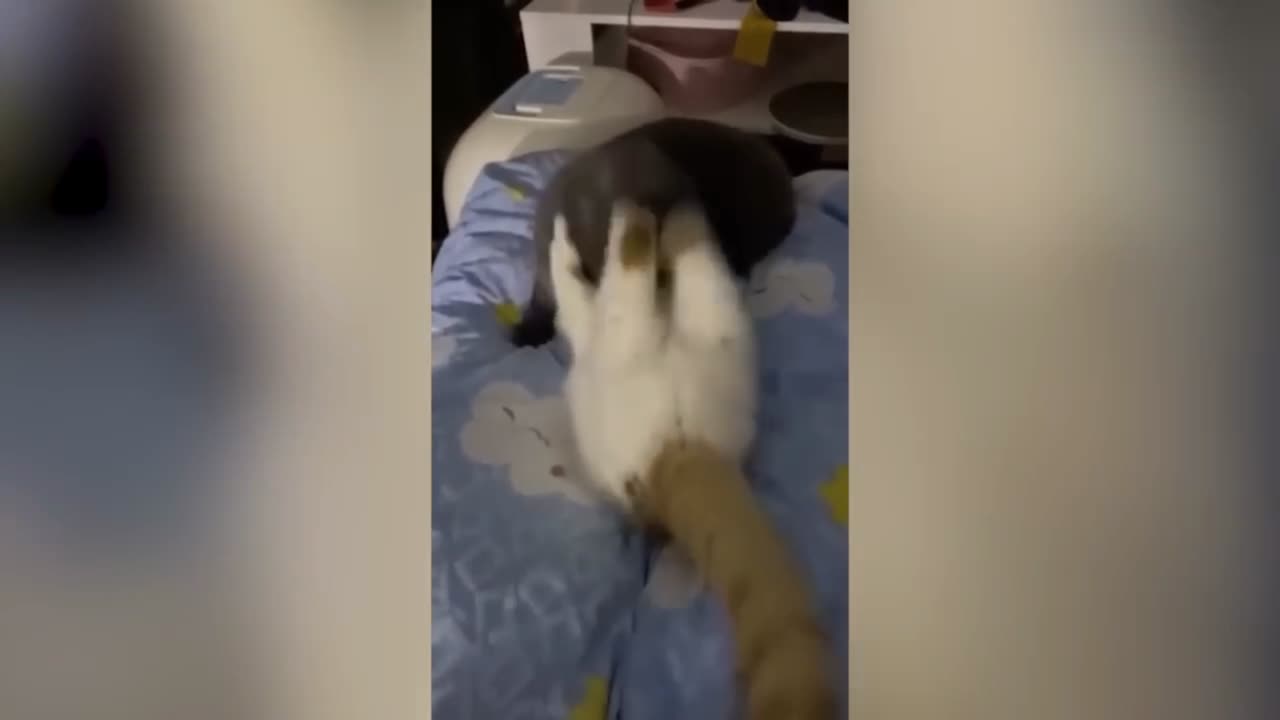 Funny cats