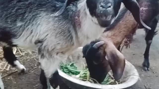 Village goat in nepal