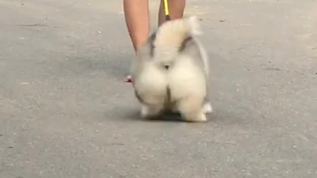 Alaskan malamute pets running and play with me