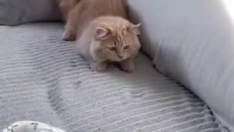 Cat making fun with fish in sofa.