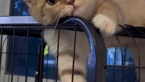 My cute cat 😺🐈